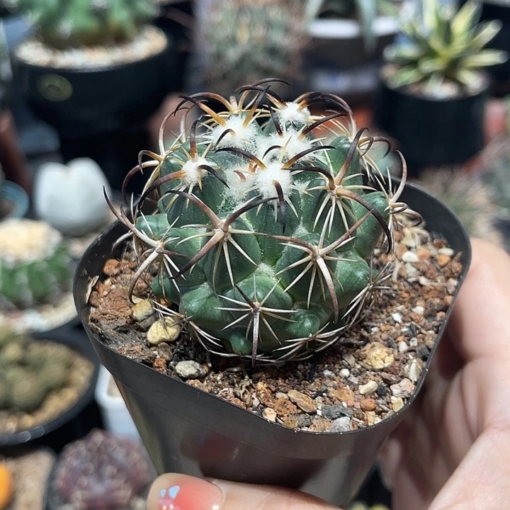 实生钢钉仙人球一颗