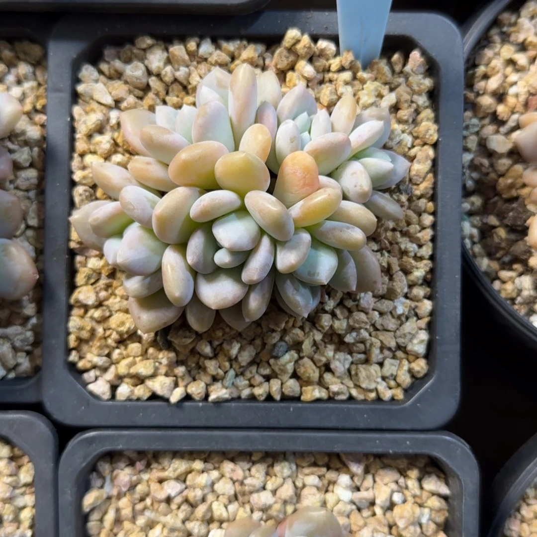 米雪111111111111111111111