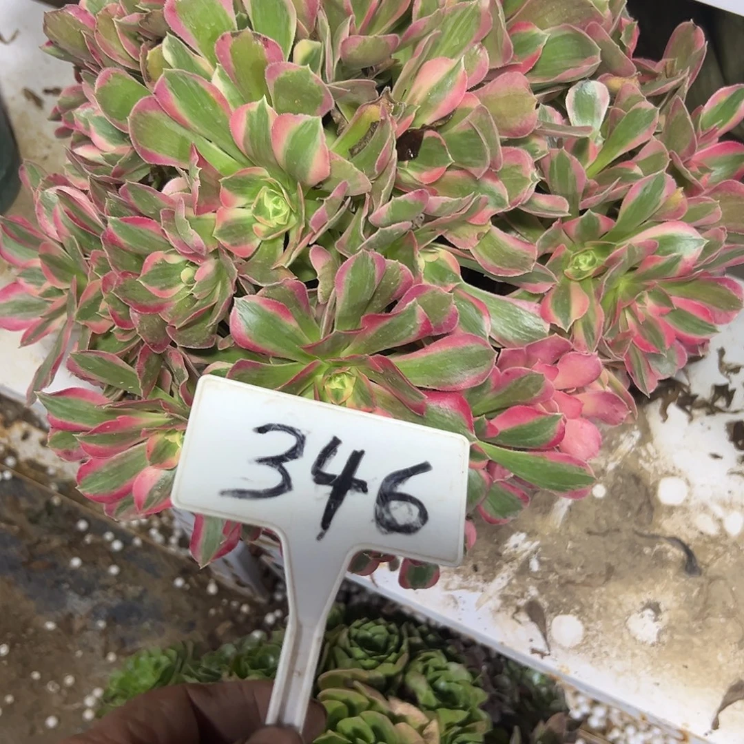 多肉植物妖月法师346