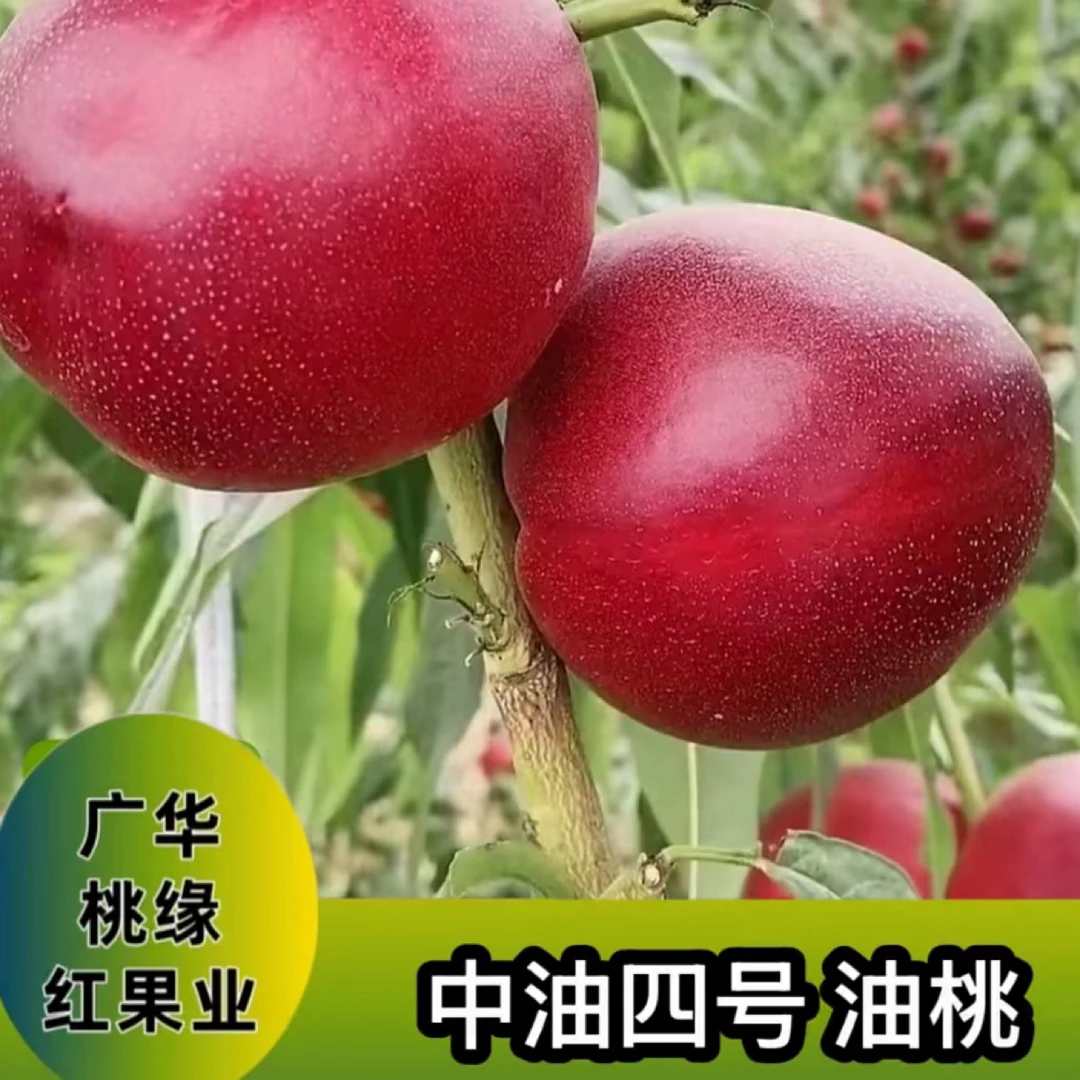 (中油四号)油桃品种