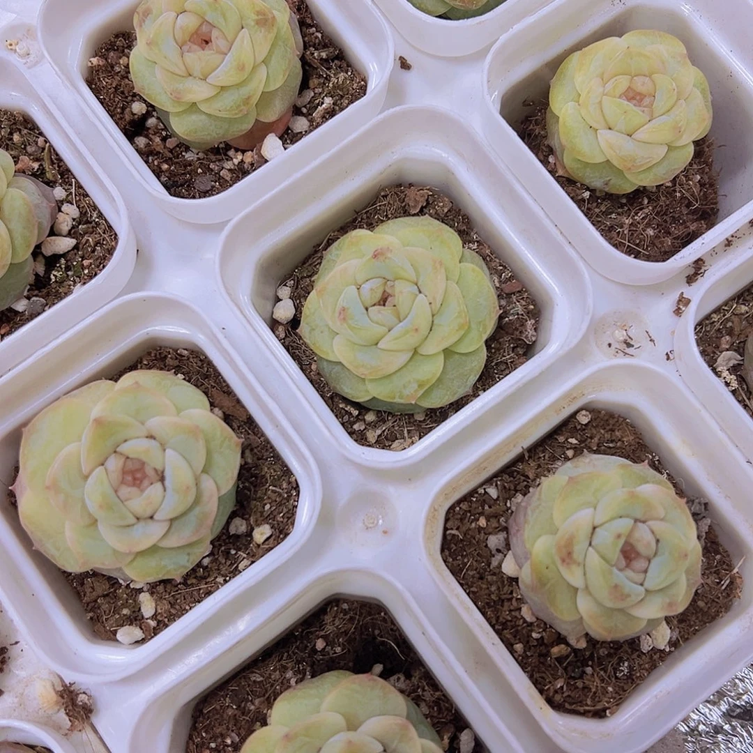 玉盏19包邮多肉植物