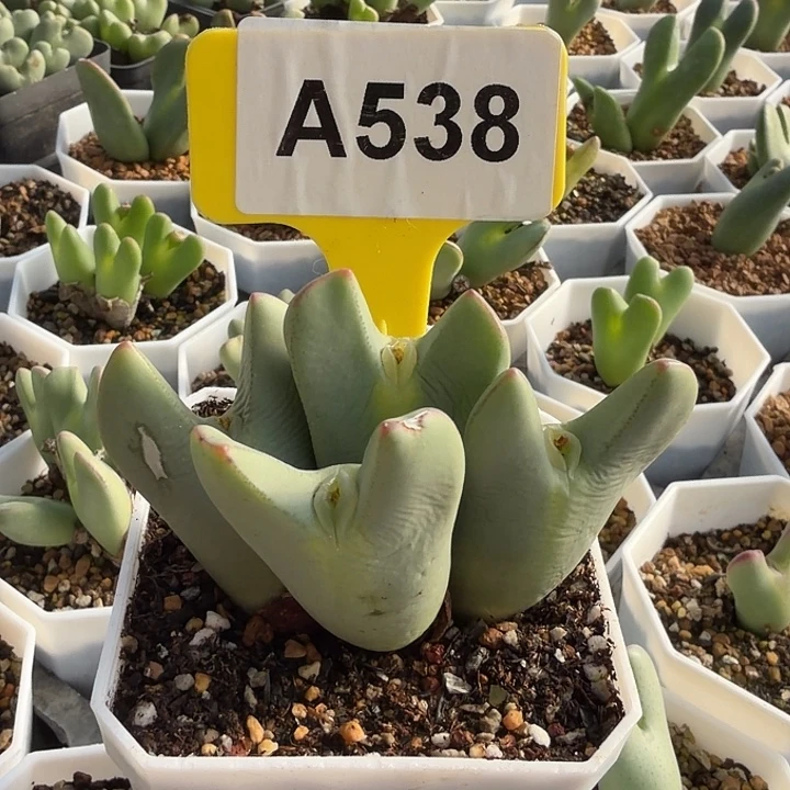 用***7538mmnnnnnnnbbbbbv