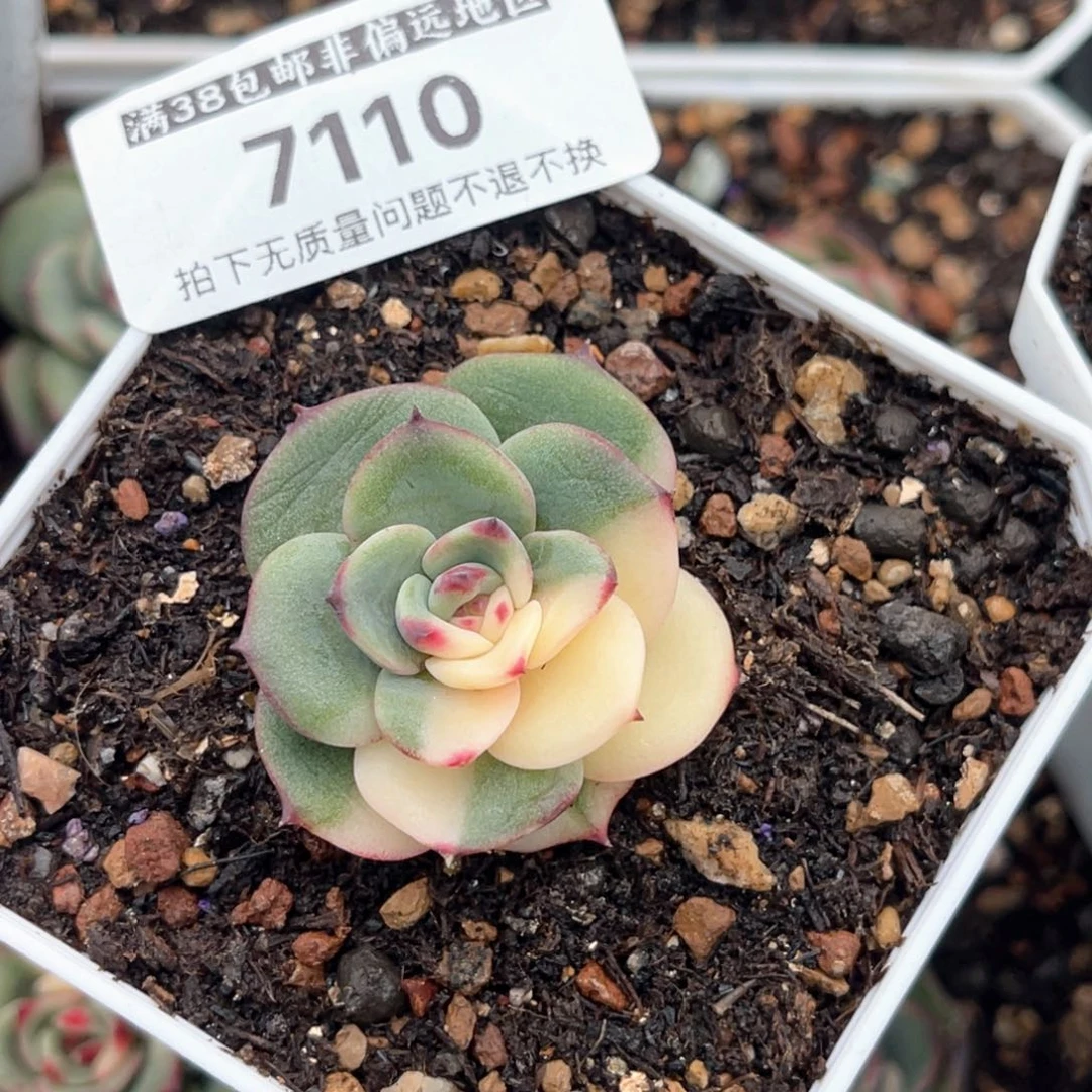 大*多肉特价三文鱼锦7110