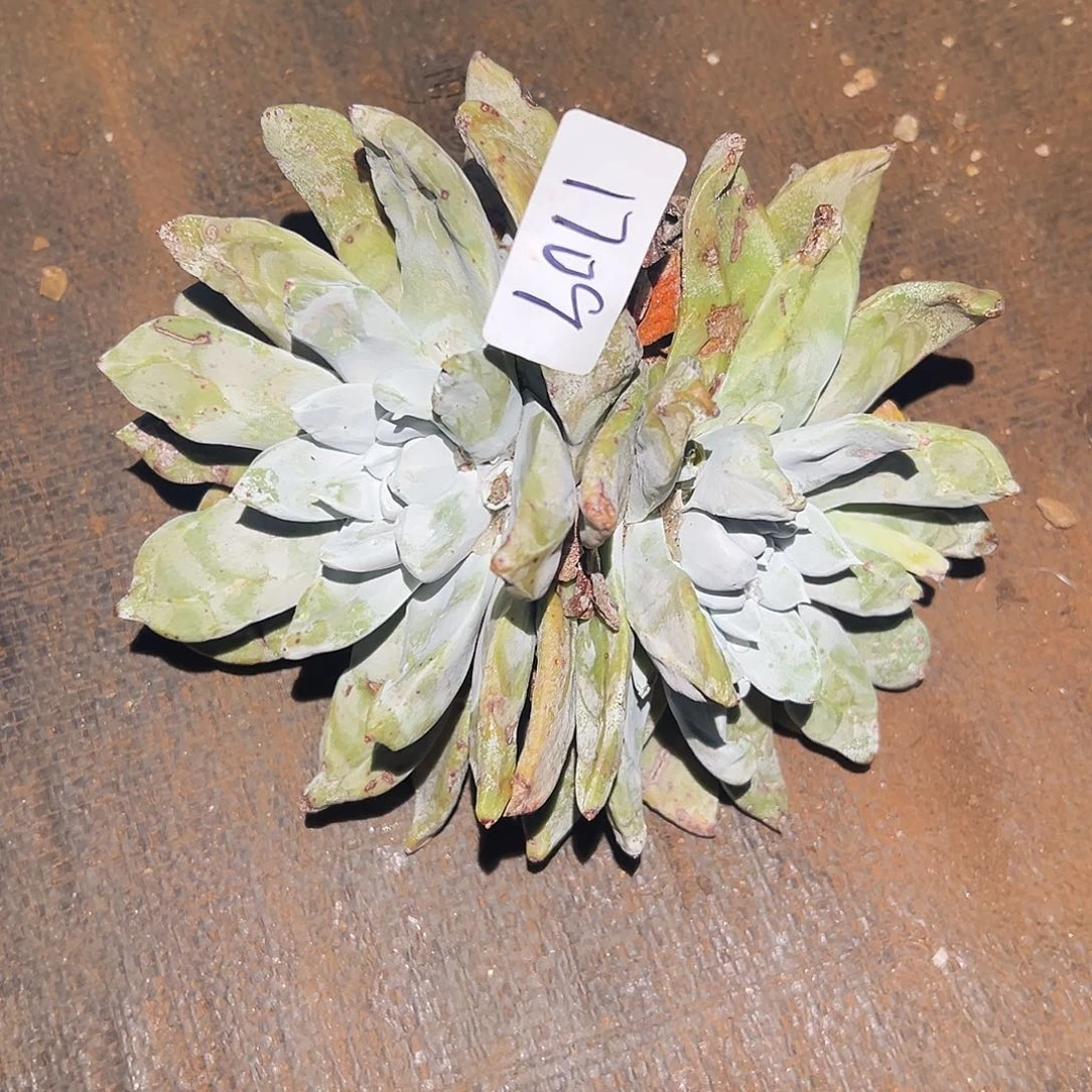 平叶拇指帕奇飞徒仙女杯多肉