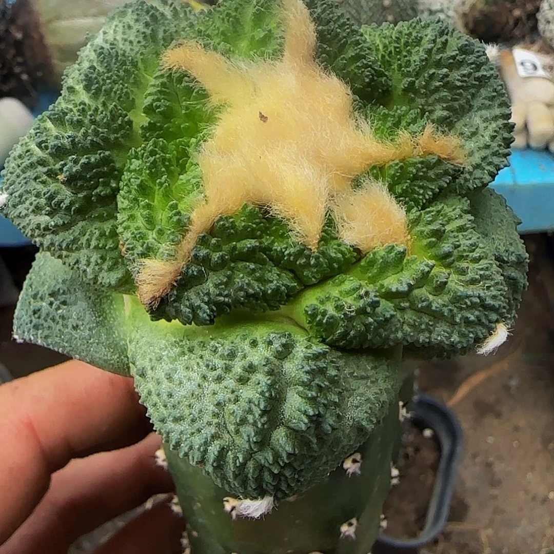 大尤哥斯拉826仙人球开花