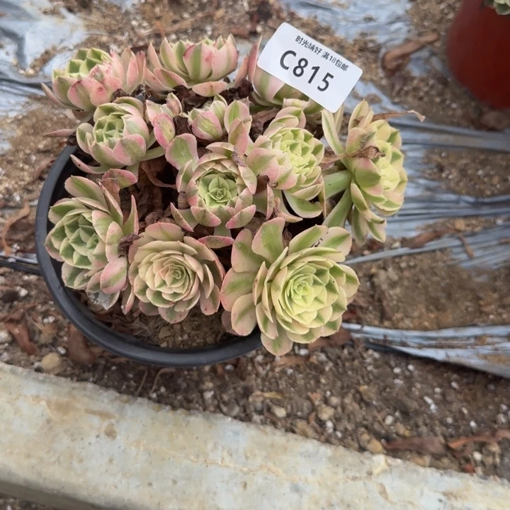 815荔枝。多肉植物