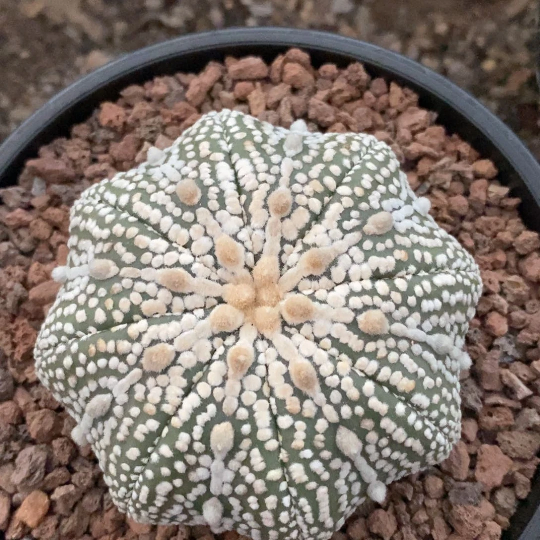 轻**扬仙人球的世界里有