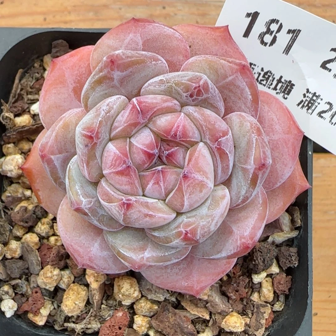 花语逸境0211-181