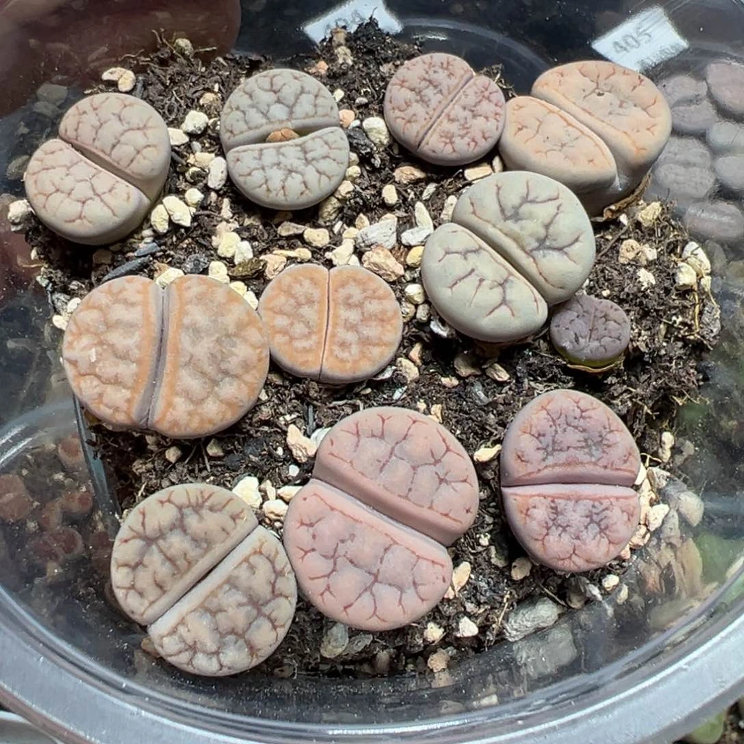 【闪购商品】 406。