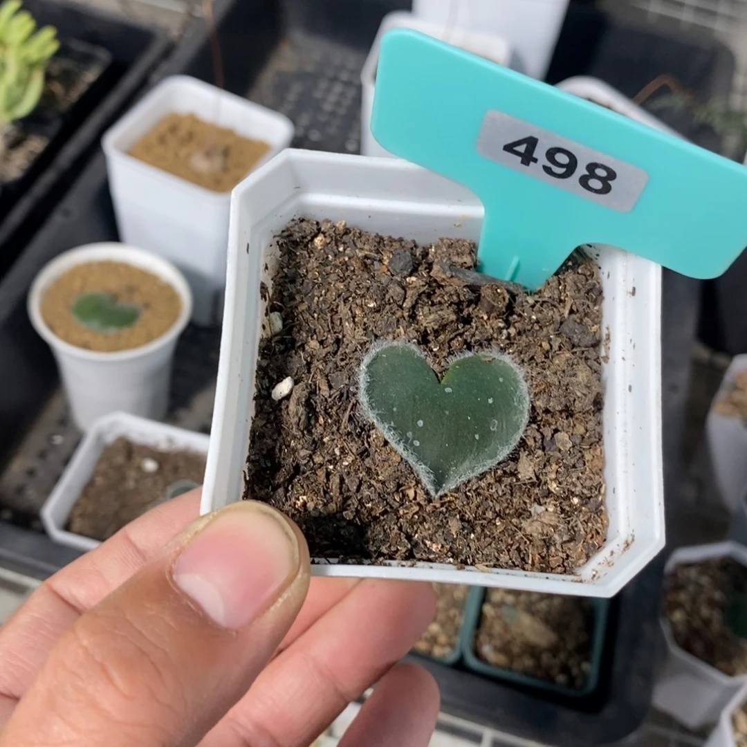 毛边爱心产地多肉植物