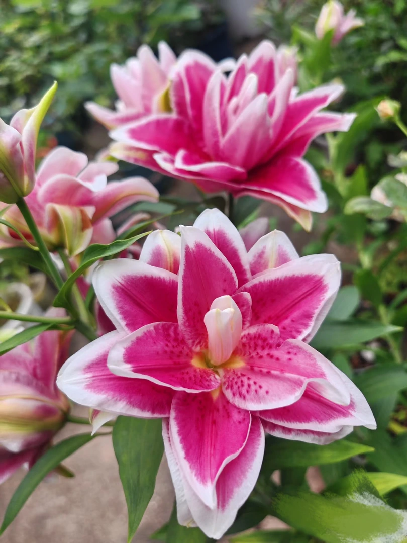 比安卡重瓣香水百合：收到花第一时间醒花，不会找客服【教学视频】