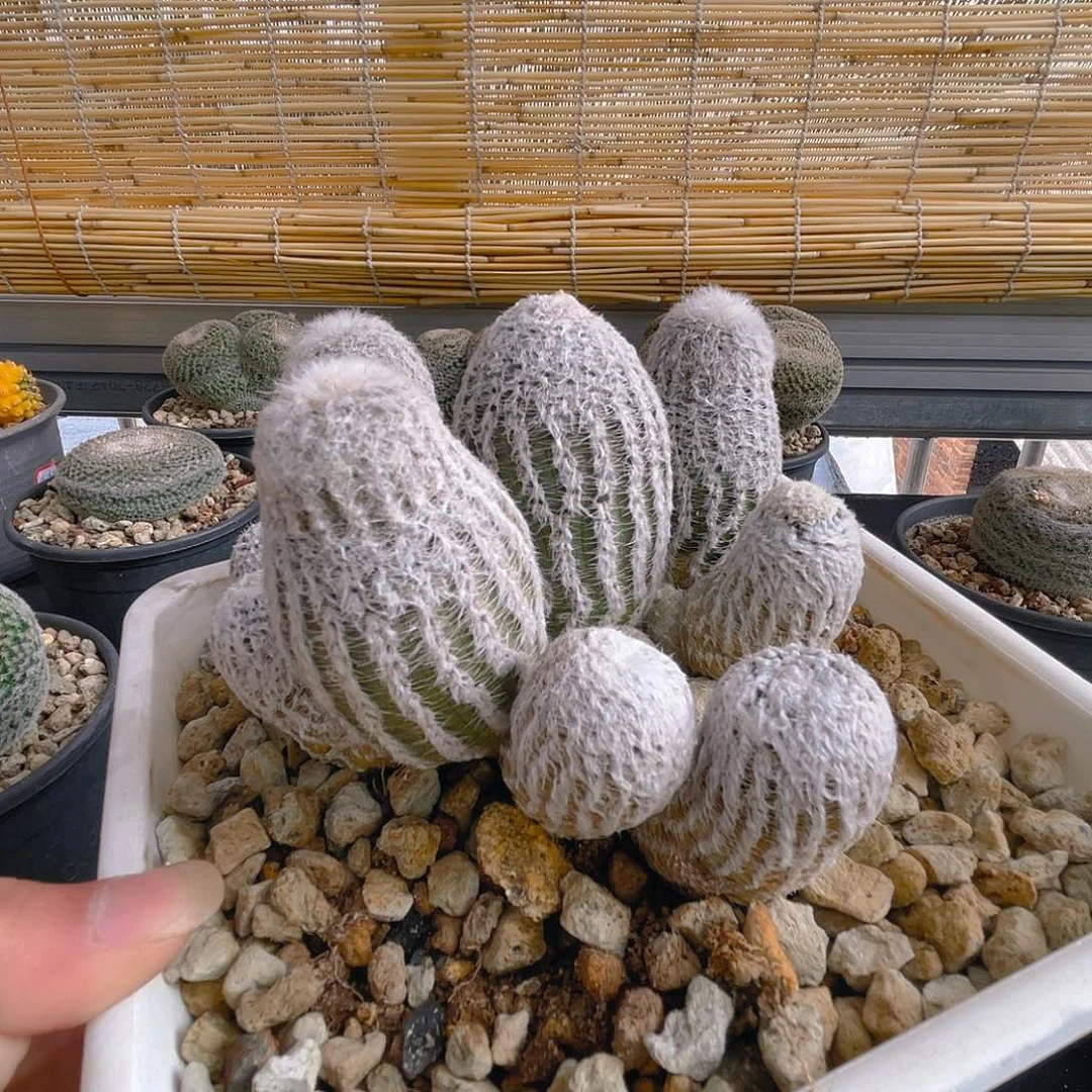 直播丽花脱土一物一拍