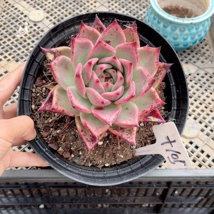 晨语多肉一物一拍105