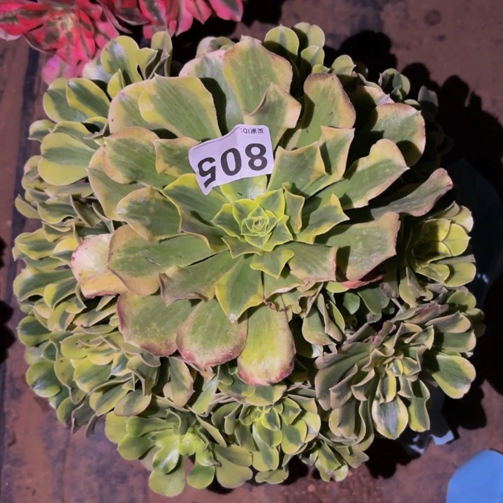 805绿豆沙多肉植物不售后