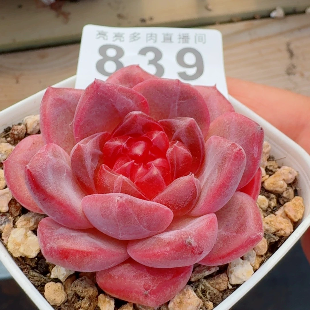 红灯芯      愿你一路坦途，乘风破浪展宏图