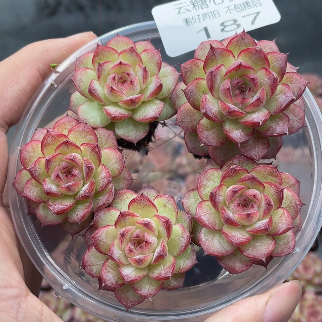 云糖心多肉植物187