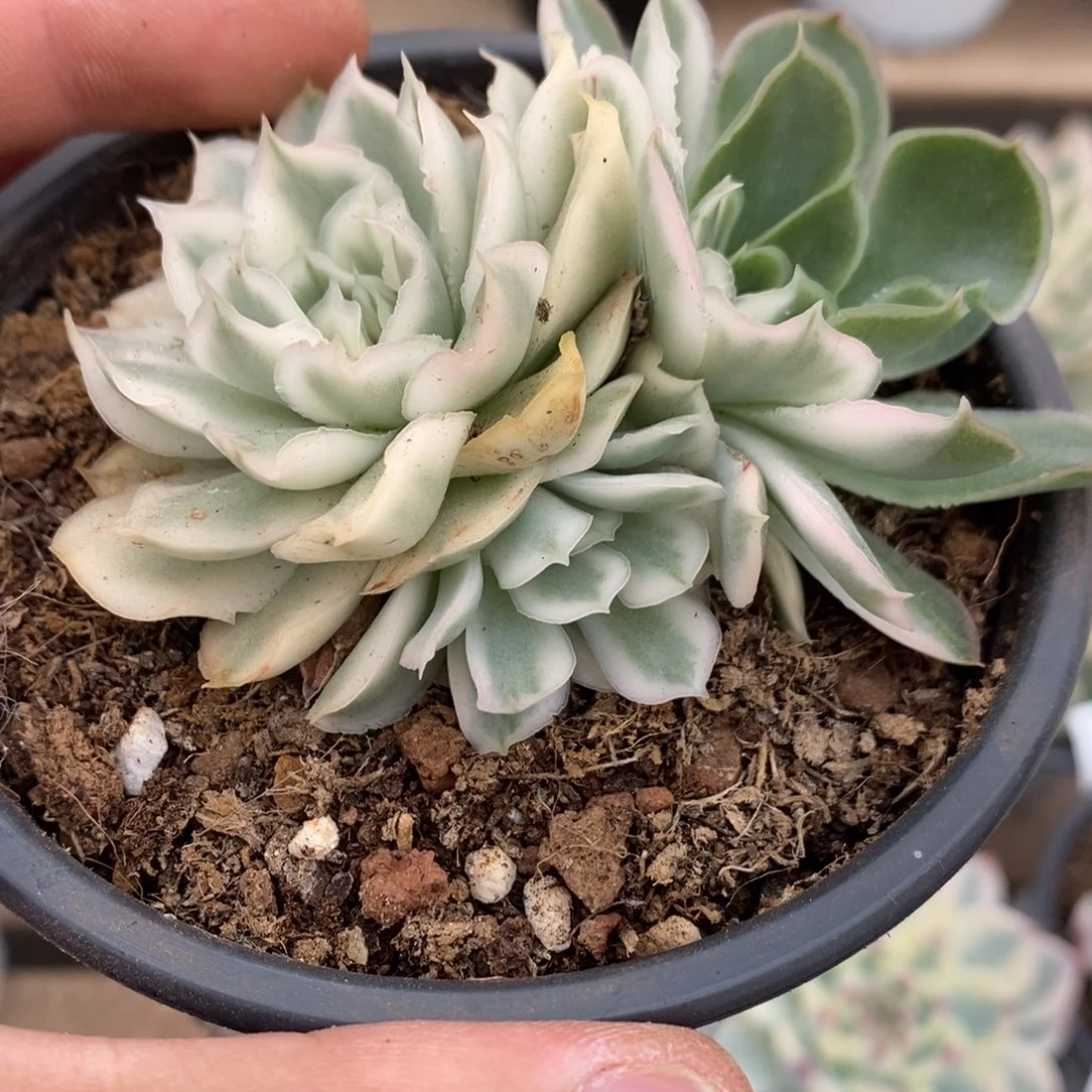 紫蝴蝶锦多肉植物7218