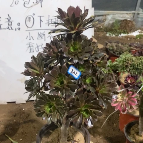 灰豆灰发一物一拍