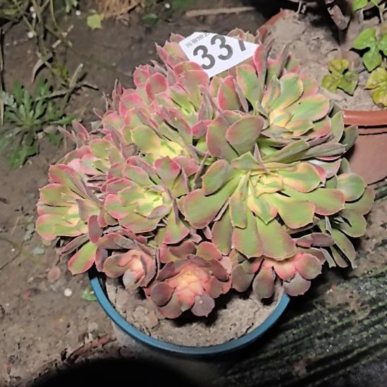 337香妃法师花花外卖