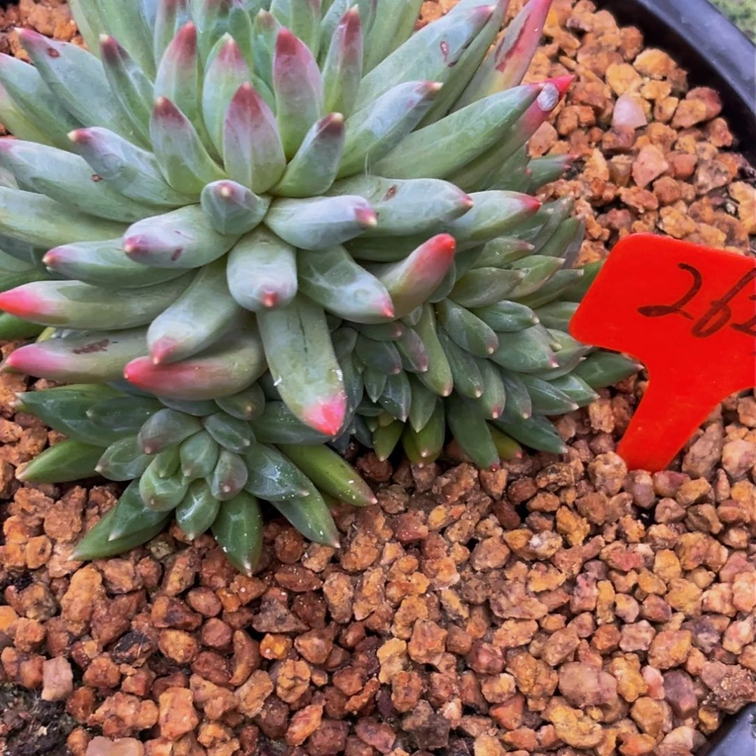 2623下午多肉植物群生