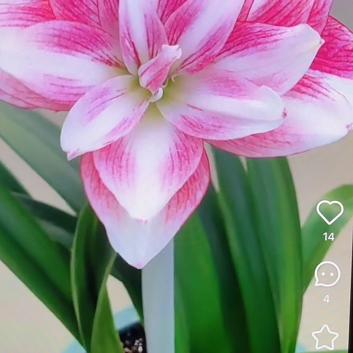 选美皇后5+基地球