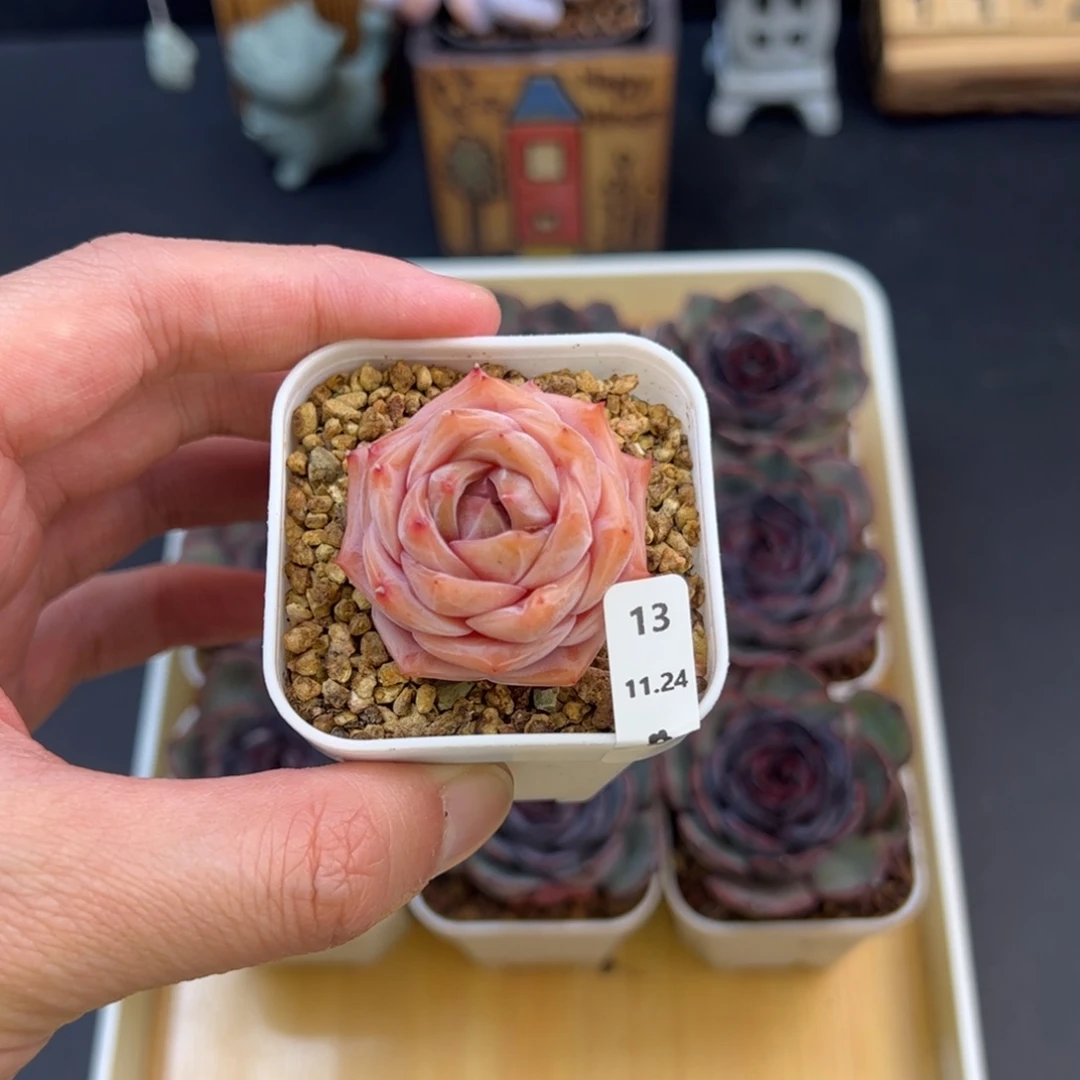 好好看13、哈哈哈哈哈