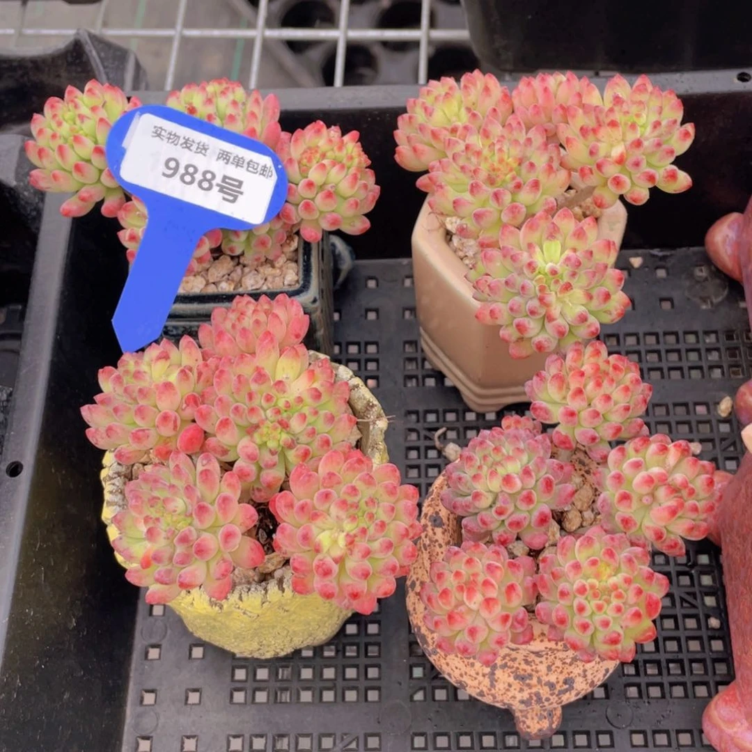 988号老桩多头烟花群一个