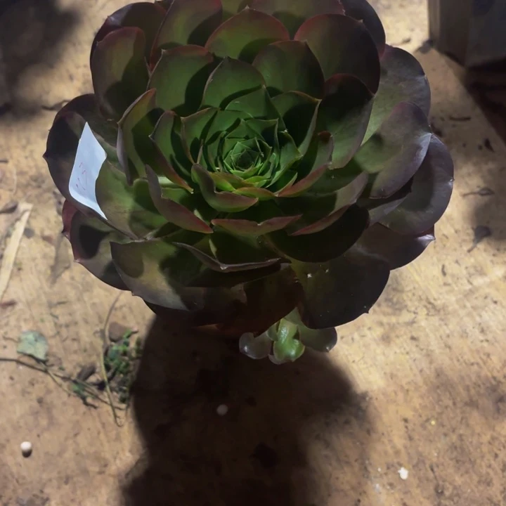 云南魅金玫瑰法师多肉113号