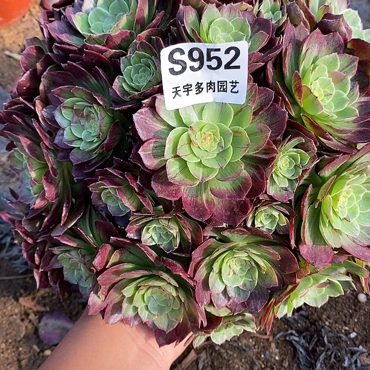 多肉植物万彩灯952多肉