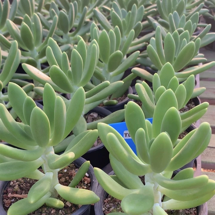 t079芒果奶比较绿