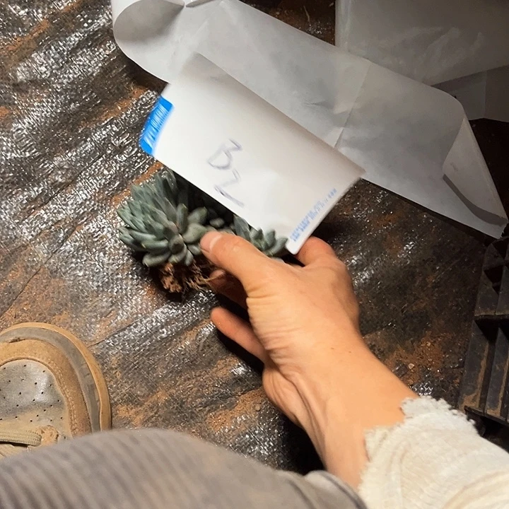 好***哟多肉植物B2号15多肉植物