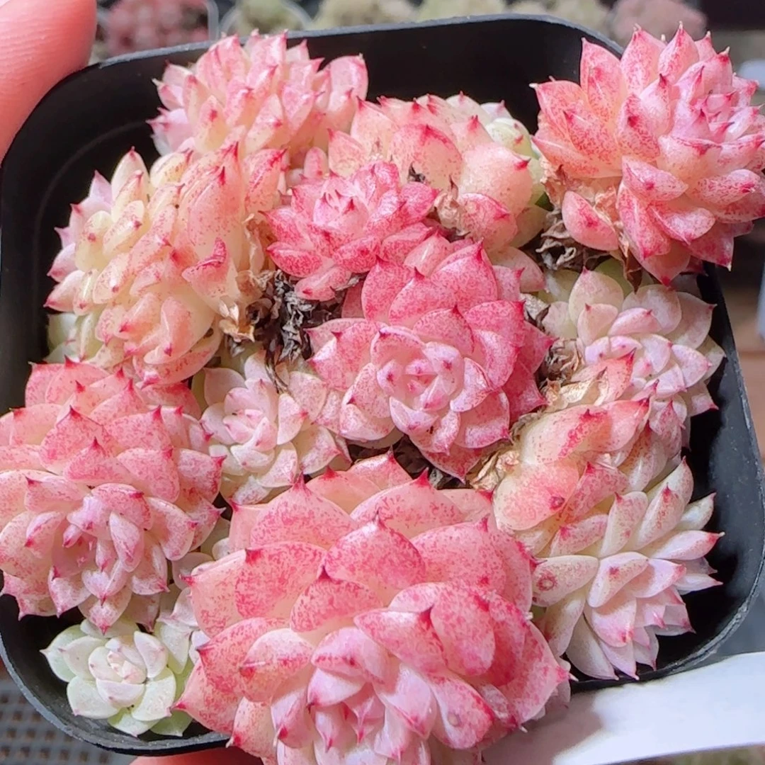 花语多肉1226-02开播福利散
