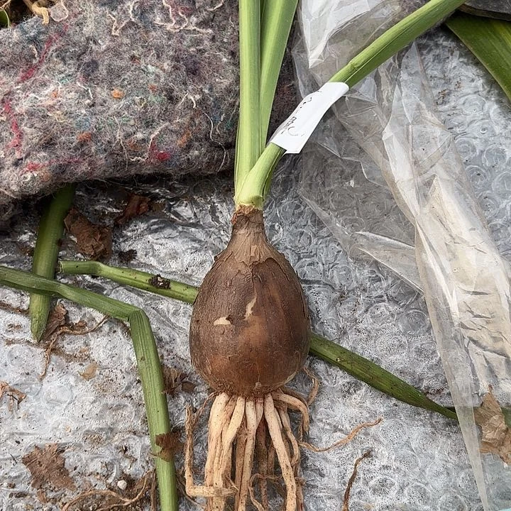 小***心双绿3.5+带土3875