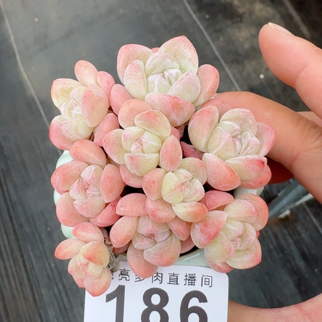 糖心冰玉冰玉三颗拼 精美多肉植物