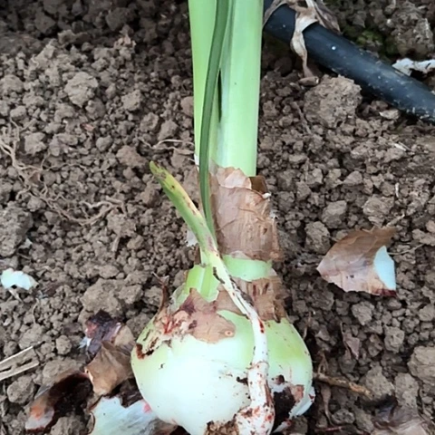 *️****北方姑娘有标带土九左右球丑