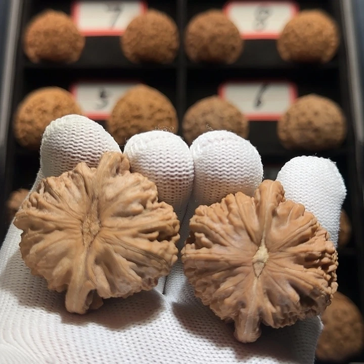 桃核吊坠14秦皇岛山地果全品