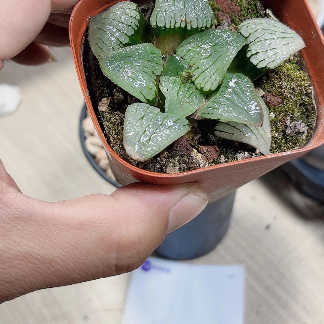 特价处理天空之镜