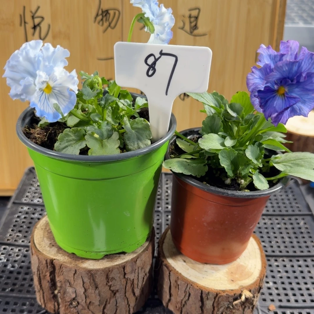 完全开放87青汁➕神户2