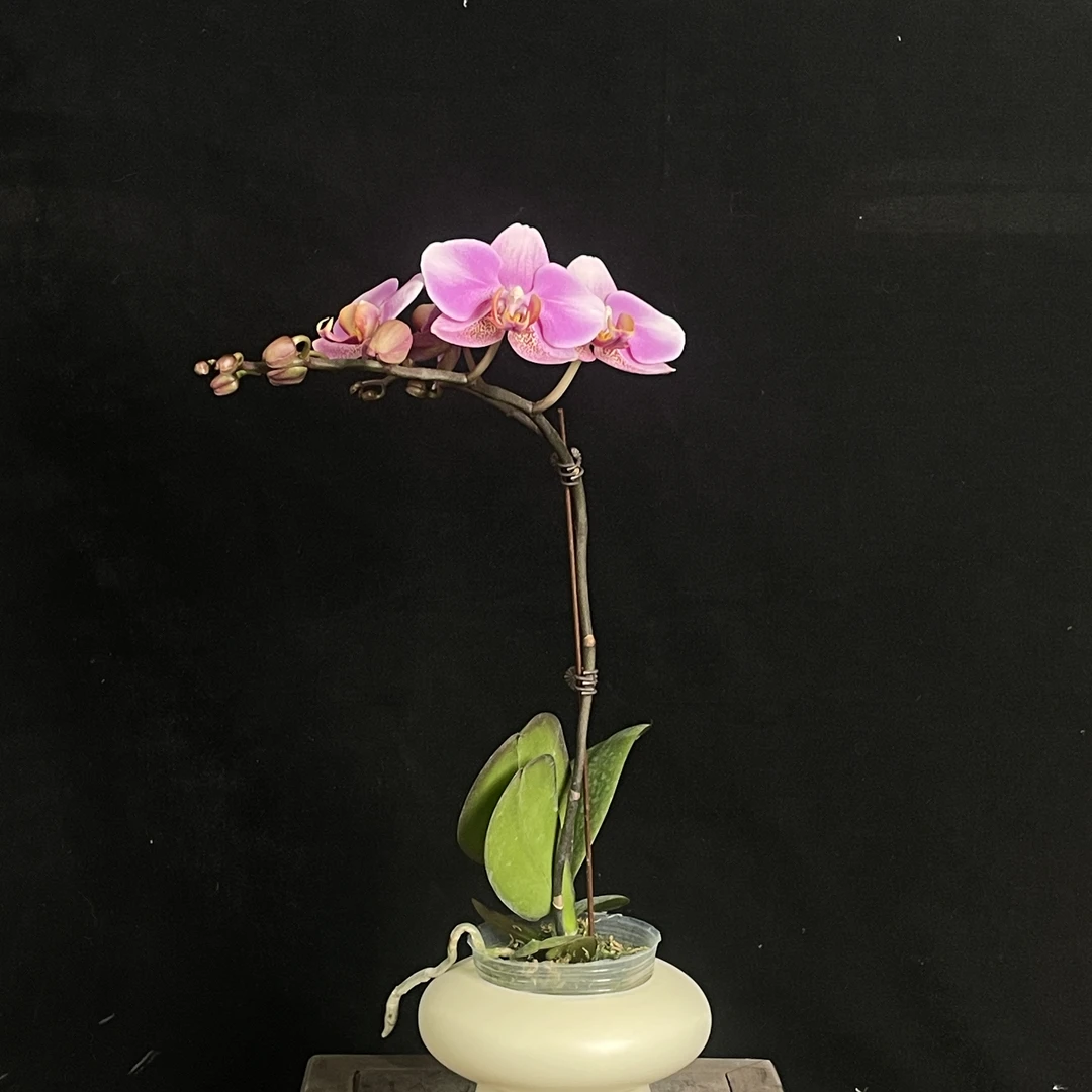 【雅韵】室内蝴蝶兰花盆栽开花株 四季好养护绿植叶片