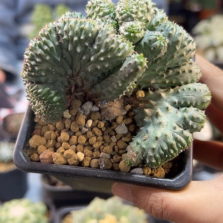 67号自根子吹布纹球缀化9.8公分