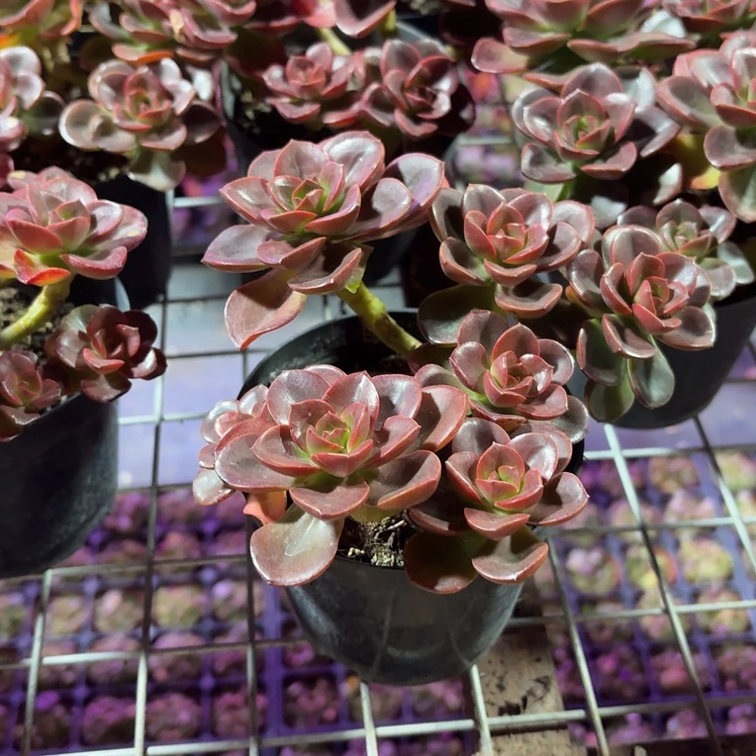 巧克力方砖多肉11㎝盆