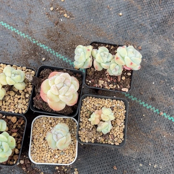 彩一物一拍专拍的