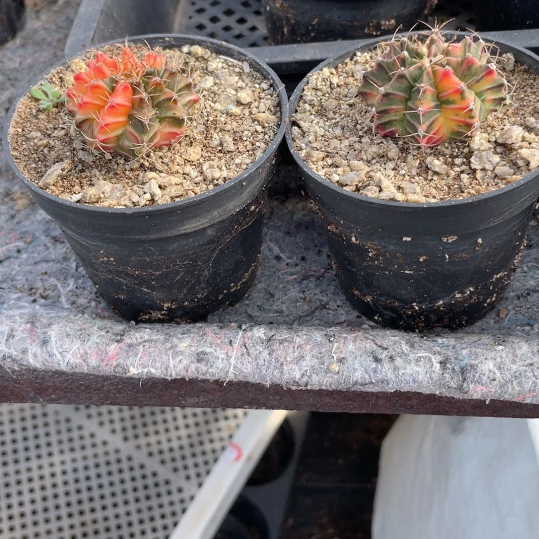 雨***林1321  瑞云牡丹锦  六月六