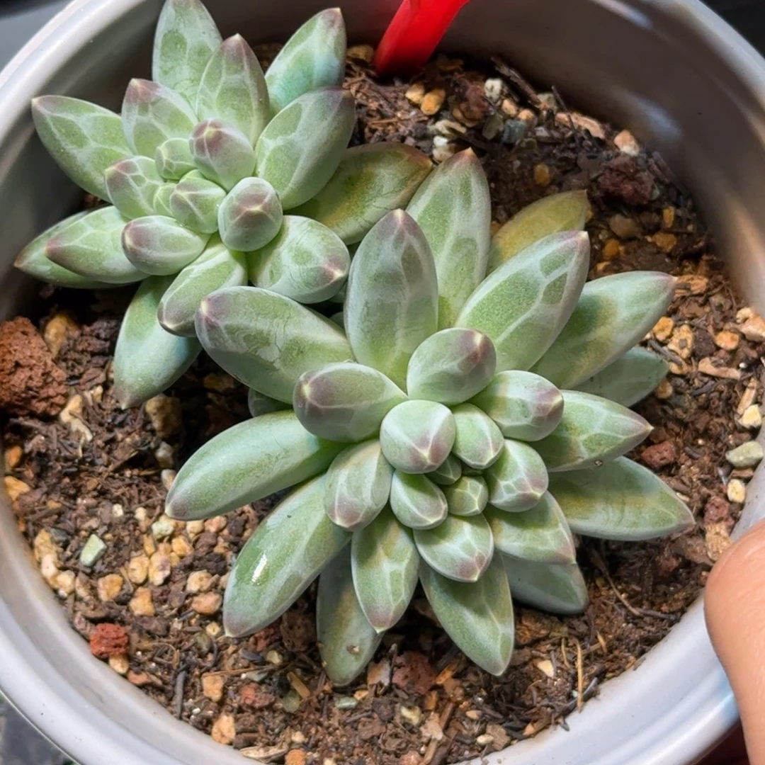 多肉植物申公豹214