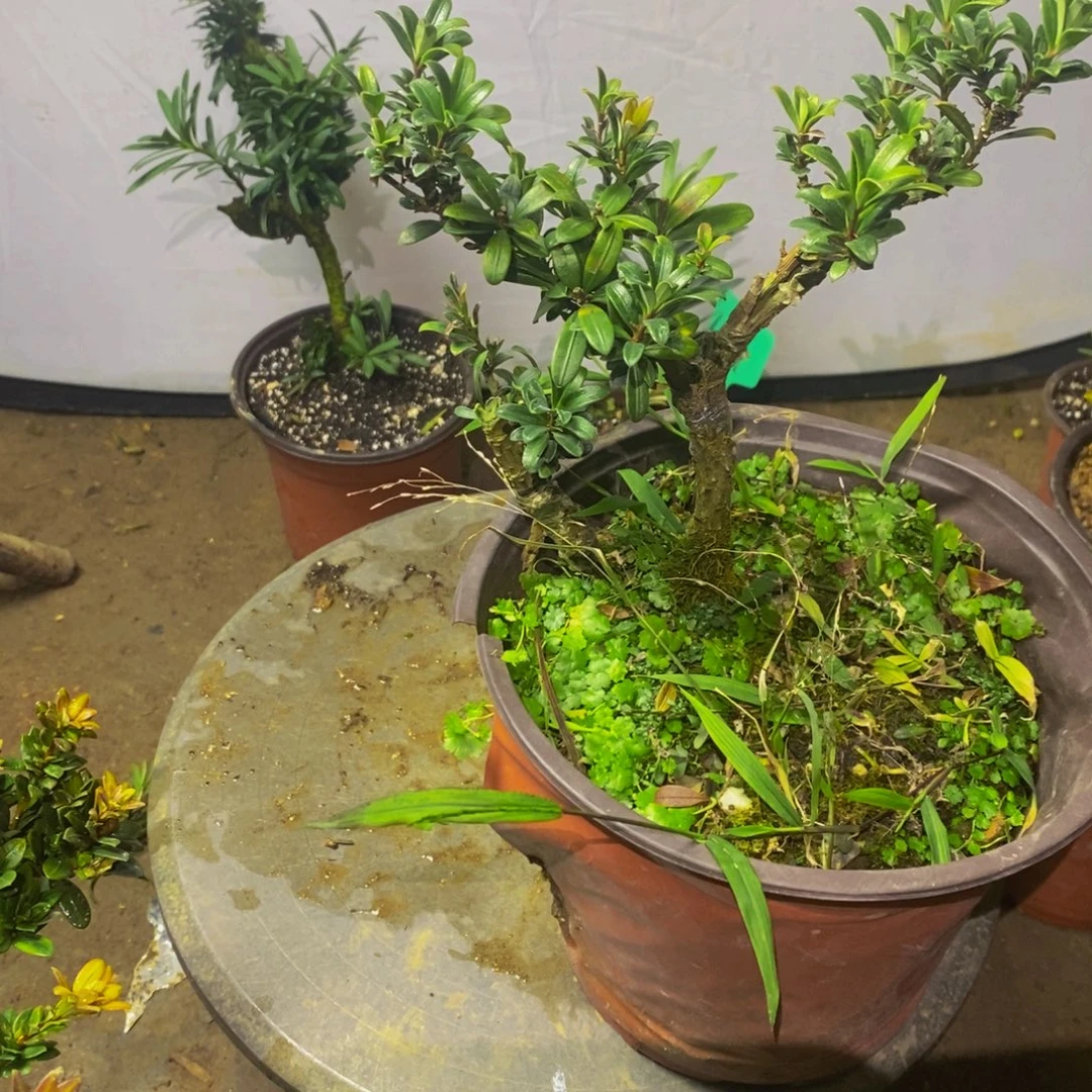 罗汉松一物一拍的