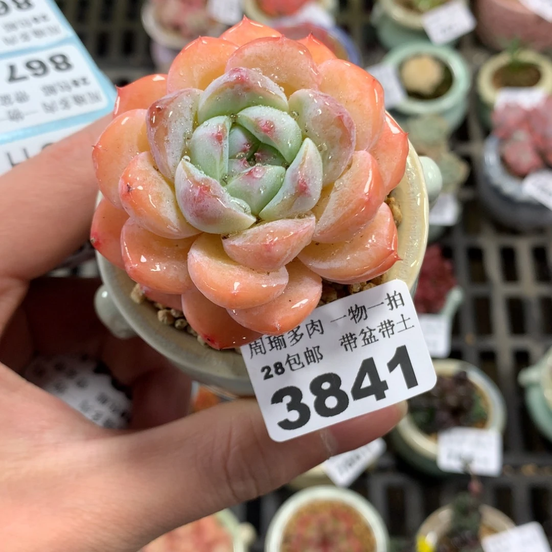 5厘米盆精控多肉3841