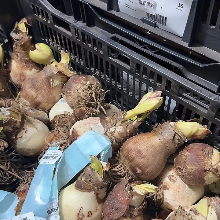 重瓣黑天鹅6.5公分花后球