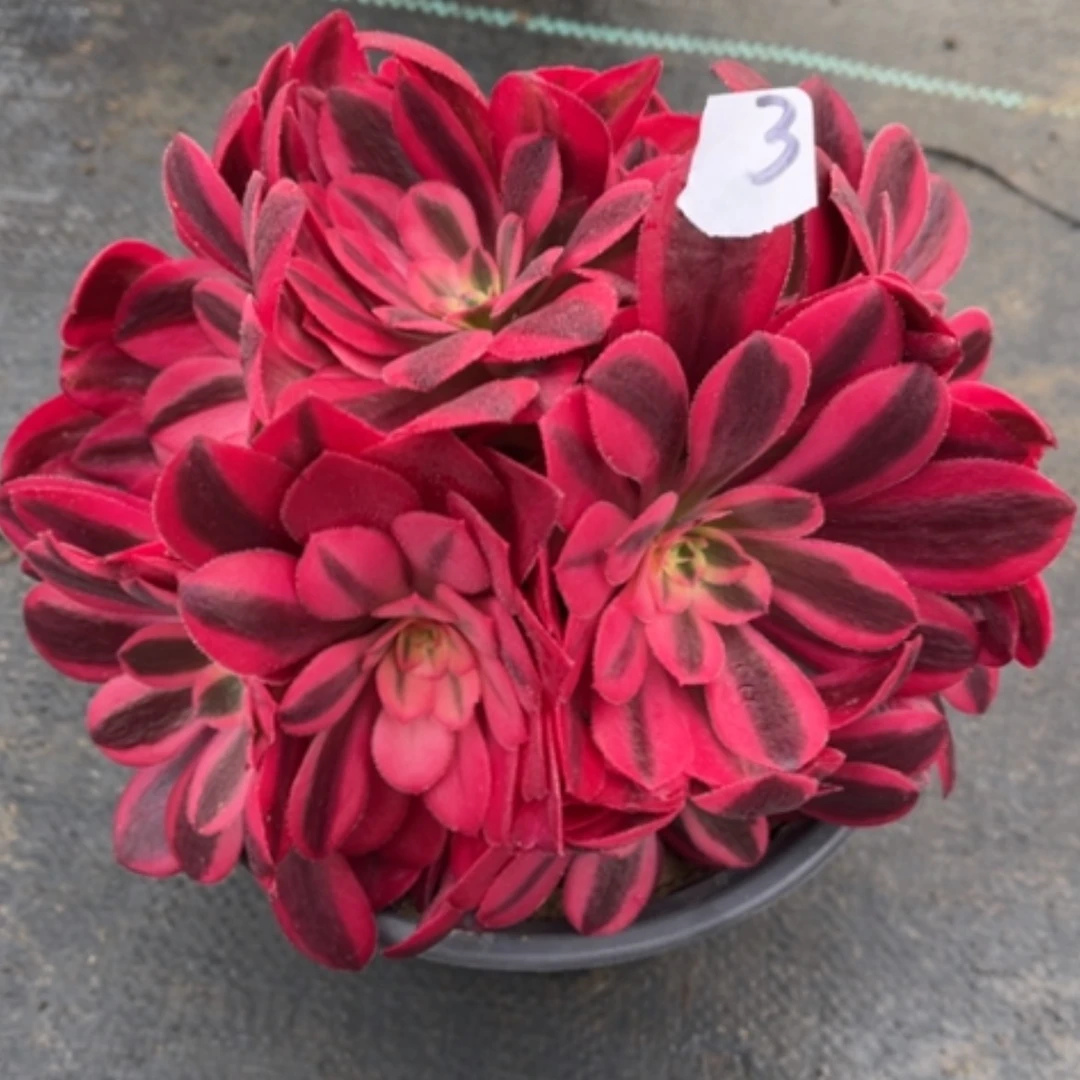 【闪购商品】3美绣球多肉法师