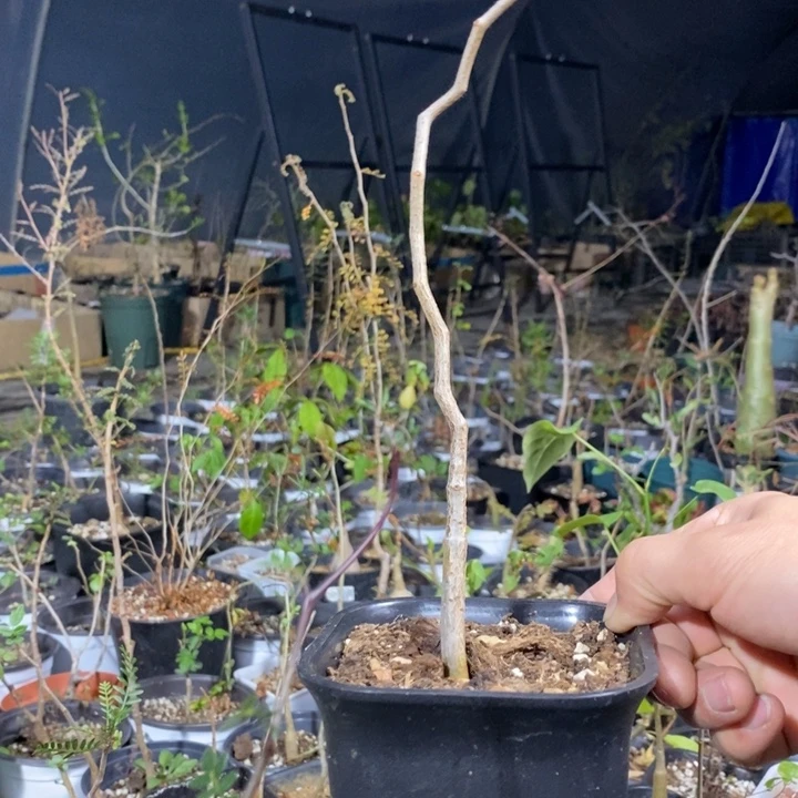 滔天橄榄带盆土发货