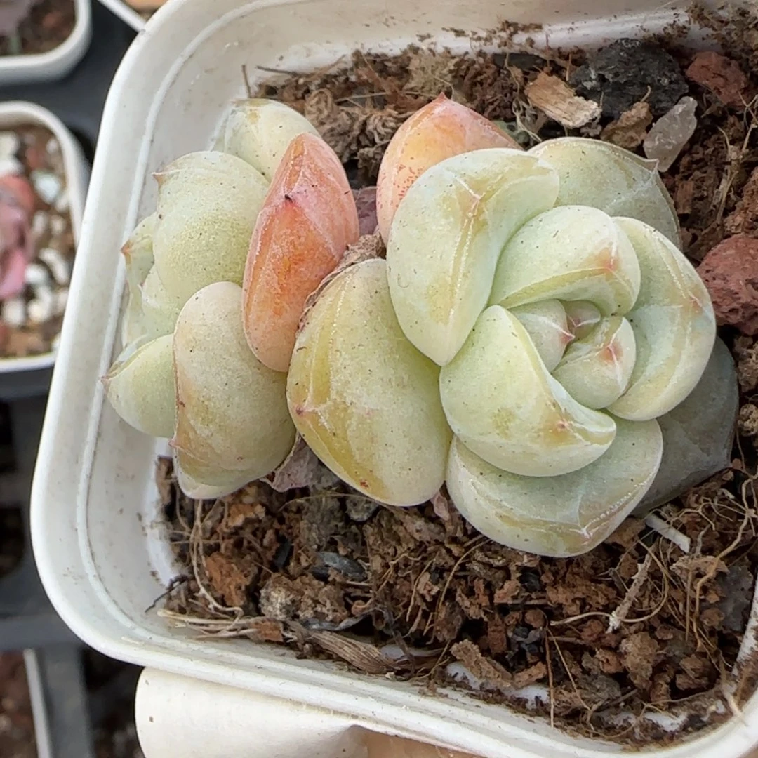 小卡拉米糖心一物一拍